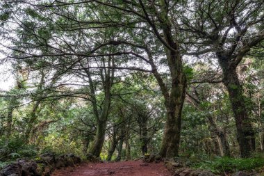 Bijarim orman iz kış aylarında alınan Jeju adasında. Jeju Adası'nın bir ünlü doğal landmark 500 ve 800 yaşları arasında 2.800 Hindistan cevizi ağaçları ile Bijarim ormandır