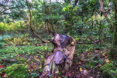 Jeju Adası kış aylarında alınan ormanda Bijarim. Jeju Adası'nın bir ünlü doğal landmark 500 ve 800 yaşları arasında 2.800 Hindistan cevizi ağaçları ile Bijarim ormandır