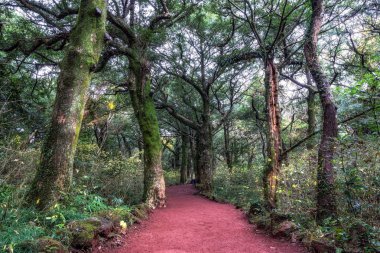 Bijarim orman iz kış aylarında alınan Jeju adasında. Jeju Adası'nın bir ünlü doğal landmark 500 ve 800 yaşları arasında 2.800 Hindistan cevizi ağaçları ile Bijarim ormandır