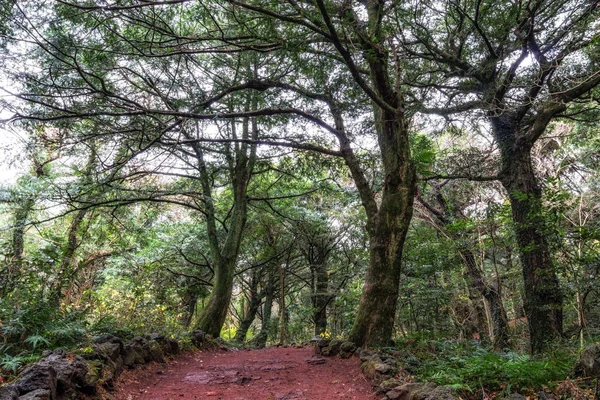 Ruta Forestal Bijarim Isla Jeju Tomada Durante Invierno Bosque Bijarim — Foto de Stock