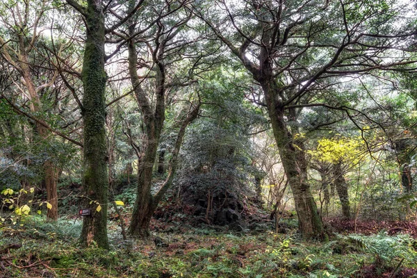 Bosque Bijarim Isla Jeju Tomada Durante Invierno Bosque Bijarim Famoso — Foto de Stock