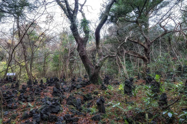 Bijarim Lasów Jeju Island Podjęte Okresie Zimowym Las Bijarim Jest — Zdjęcie stockowe