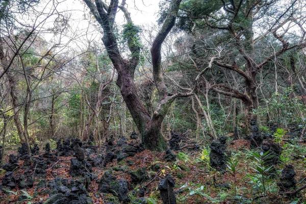 Bijarim Bos Jeju Eiland Genomen Tijdens Winter Bijarim Bos Een — Stockfoto