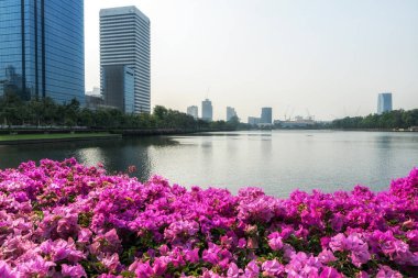 Pembe begonviller çiçek Benjakiti parkında Sukhumvit, Bangkok, Tayland