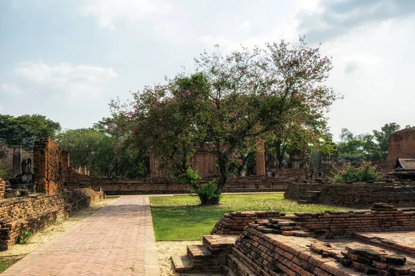 Wat Mahathat Prang Ruins Scenery Ayutthaya Thailand Floral Tree Growing — Stock Photo, Image