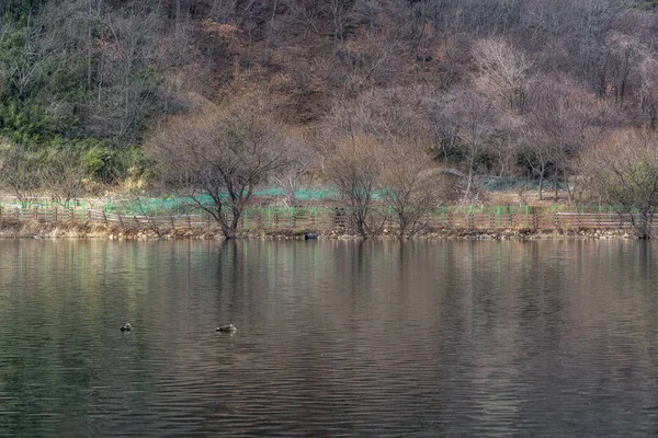 Geumpyeong Arbres Réservoir Nature Environnante Réfléchissant Sur Eau Geumpyeong Réservoir — Photo