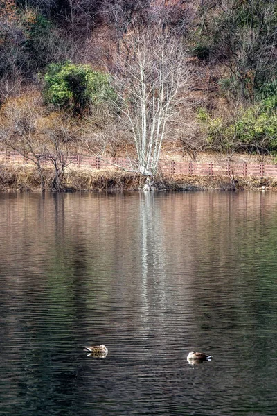 Geumpyeong Arbres Réservoir Nature Environnante Réfléchissant Sur Eau Geumpyeong Réservoir — Photo