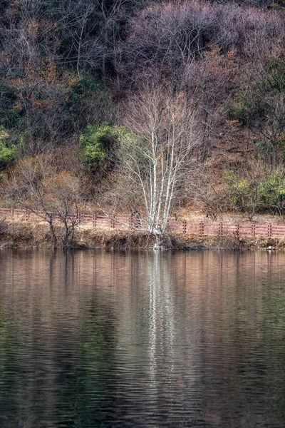 Geumpyeong Reservoir Träd Och Omgivande Natur Reflekterar Vattnet Geumpyeong Reservoar — Stockfoto