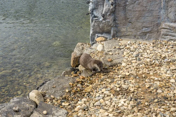 Ein Fischotter Nationalen Institut Für Ökologie Seocheon Südkorea Beim Fischessen — Stockfoto