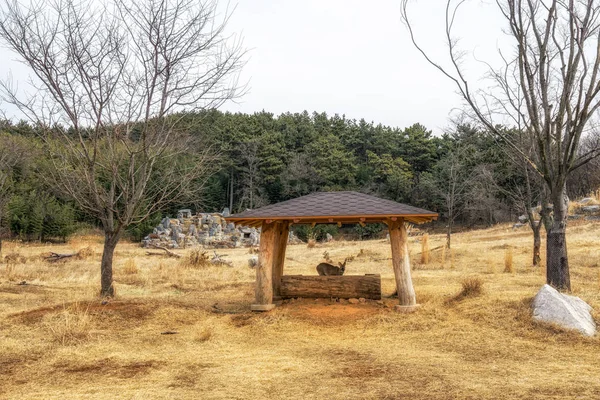 Korean Deer Species Habitat Space National Institute Ecology Seocheon South — Stock Photo, Image