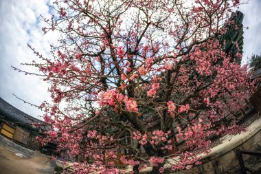 Tongdosa Tapınağı Erik çiçek çiçek tapınak mimarisi içinde belgili tanımlık geçmiş. Ünlü Erik çiçek bahar çiçek Tongdosa tapınak. Ünlü UNESCO tarafından Güney Kore'de yer alan tapınağıdır. 15th Şubat 2019 alınan