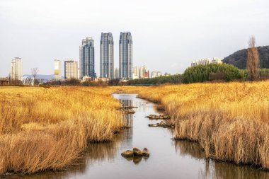 Yakındaki apartman binaları bakan ortasında küçük bir dere park reed alanıyla Taehwagang. Ulsan, Güney Kore'de çekilmiş. 15th Şubat 2019.