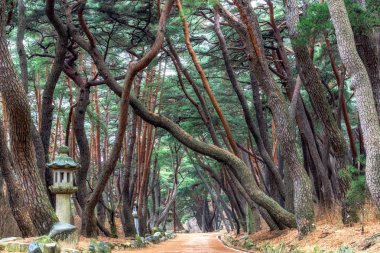 çam ağacı orman grove adlı mupunghansong gil yol Güney Kore'de Tongdosa Tapınağı girişine yakın. Sabah alınan