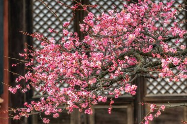 Tongdosa Tapınağı Erik çiçek çiçek. Ünlü Erik çiçek bahar çiçek Tongdosa tapınak. Ünlü UNESCO tarafından Güney Kore'de yer alan tapınaktır.