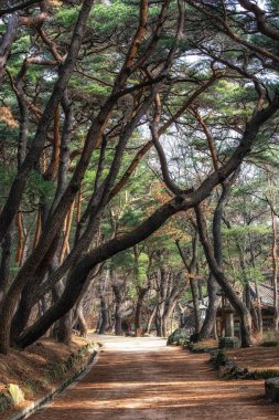 çam ağacı orman grove adlı mupunghansong gil yol Güney Kore'de Tongdosa Tapınağı girişine yakın. Sabah alınan