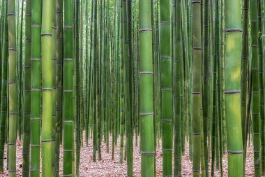Simnidaebat bambu ormanı. Ulsan Taehwagang River Grand Park ünlü bambu ormanında taehwa köprü ve samho Köprüsü arasındaki alanı kapsayan bir geniş bambu alanı vardır. Ulsan, Güney Kore