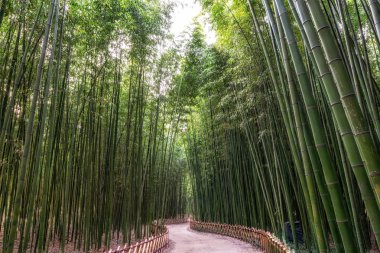 Simnidaebat bambu ormandaki bambu ağaçları çevrili küçük bir yol. Ulsan, Güney Kore