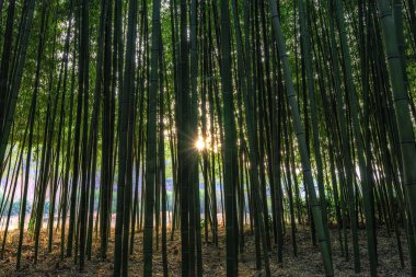 Günbatımı Simnidaebat bambu orman içinden ışık. Ulsan Taehwagang River Grand Park ünlü bambu ormanında taehwa köprü ve samho Köprüsü arasındaki alanı kapsayan bir geniş bambu alanı vardır. Ulsan, Güney Kore