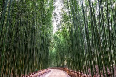 Simnidaebat bambu ormanı. Ulsan Taehwagang River Grand Park ünlü bambu ormanında taehwa köprü ve samho Köprüsü arasındaki alanı kapsayan bir geniş bambu alanı vardır. Ulsan, Güney Kore
