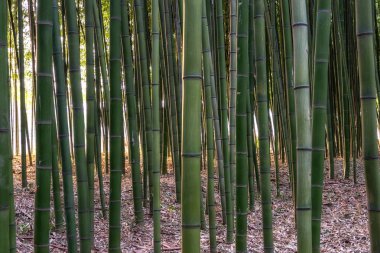 Günbatımı Simnidaebat bambu orman içinden ışık. Ulsan Taehwagang River Grand Park ünlü bambu ormanında taehwa köprü ve samho Köprüsü arasındaki alanı kapsayan bir geniş bambu alanı vardır. Ulsan, Güney Kore
