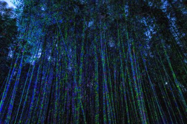 Eunhasu veya gökada yol Taehwagang Simnidaebat bambu orman alanı: Ulsan, South Korea. Yapay ışık tarafından aydınlatılmış gece bambu ormanı yaktı.
