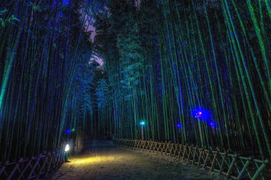 Eunhasu veya gökada yol Taehwagang Simnidaebat bambu orman alanı: Ulsan, South Korea. Yapay ışık tarafından aydınlatılmış gece bambu ormanı yaktı.