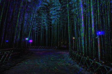 Eunhasu veya gökada yol Taehwagang Simnidaebat bambu orman alanı: Ulsan, South Korea. Yapay ışık tarafından aydınlatılmış gece bambu ormanı yaktı.