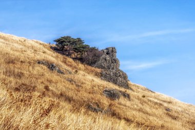 Ganwoljae parçası youngnam alps içinde yakındaki: Ulsan, South Korea. Dağ tepe üstünde tepe-in vahşi büyüyen uzun kış sarı kamış.