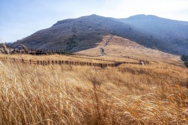 Uzun boylu sazlık tarafından çevrili dağ parkurları Ganwoljae. Youngnam alps içinde yakındaki: Ulsan, South Korea parçası. Dağ tepe üstünde tepe-in vahşi büyüyen uzun kış sarı kamış.