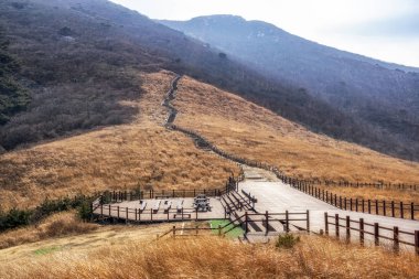 Uzun boylu sazlık tarafından çevrili dağ parkurları Ganwoljae. Youngnam alps içinde yakındaki: Ulsan, South Korea parçası. Dağ tepe üstünde tepe-in vahşi büyüyen uzun kış sarı kamış.