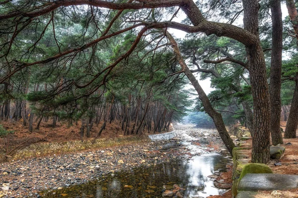 Bosque Pinos Arboleda Arroyo Mupunghansong Camino Vigilia Cerca Entrada Del — Foto de Stock