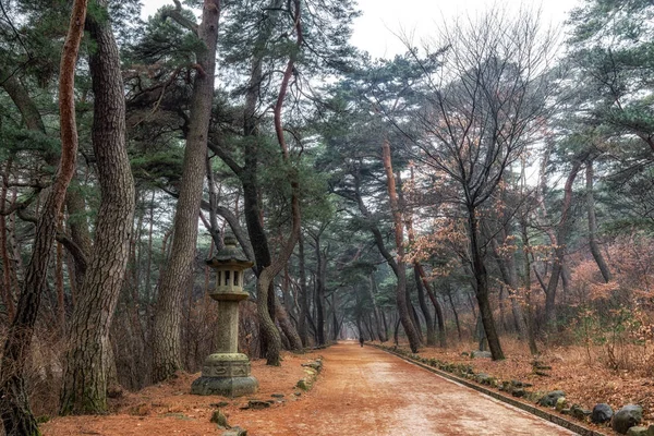 Pine Tree Forest Grove Mupunghansong Gil Road Entrance Tongdosa Temple — Stock Photo, Image