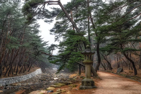 Bosque Pinos Arboleda Arroyo Mupunghansong Camino Vigilia Cerca Entrada Del — Foto de Stock