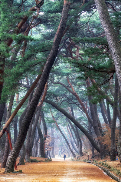 pine tree forest grove at mupunghansong gil road near the entrance of Tongdosa temple in South Korea. Taken in the morning