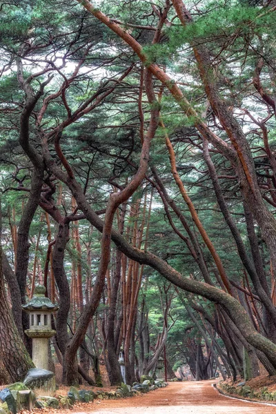 Pinèdes Mupunghansong Gil Road Près Entrée Temple Tongdosa Corée Sud — Photo