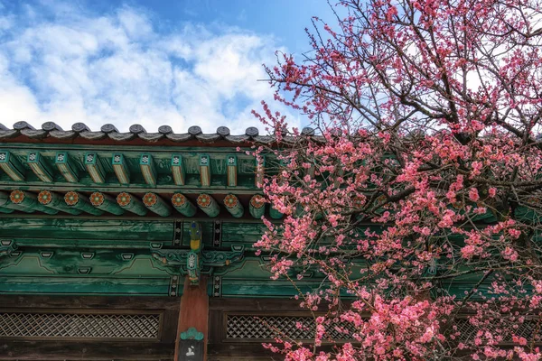 Tongdosa Temple Plum Flower Blossom Temple Architecture Background Famous Plum — Stock Photo, Image