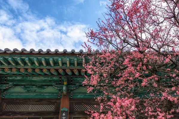 Tongdosa Tempel Plum Bloem Blossom Met Architectuur Van Tempel Achtergrond — Stockfoto