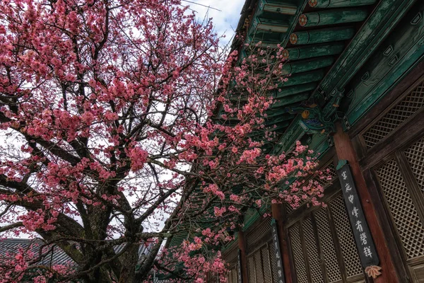Temple Tongdosa Fleur Prunier Blossom Avec Architecture Temple Arrière Plan — Photo