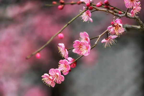 Tongdosa Pflaumenblüten Nahaufnahme — Stockfoto