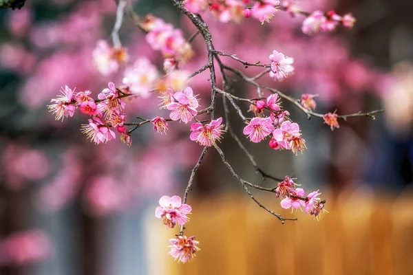 Temple Tongdosa Fleur Prunier Célèbre Fleur Prunier Fleur Printemps Dans — Photo