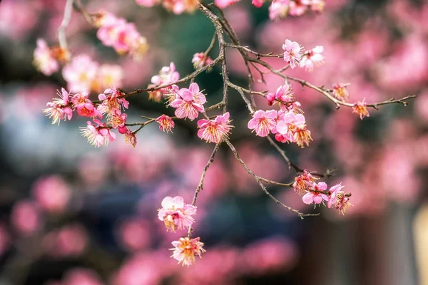 Temple Tongdosa Fleur Prunier Célèbre Fleur Prunier Fleur Printemps Dans — Photo