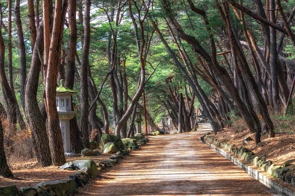 Bosque Pinos Mupunghansong Camino Vigilia Cerca Entrada Del Templo Tongdosa — Foto de Stock