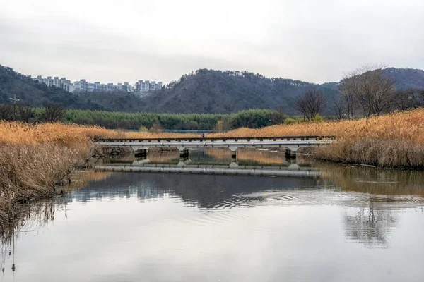 Большое Парковое Поле Тростника Небольшой Мост Через Речную Воду Снято — стоковое фото