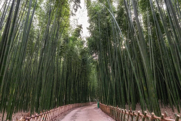 Piccolo Sentiero Circondato Alberi Bambù Nella Foresta Bambù Simnidaebat Ulsan — Foto Stock