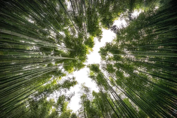 Simnidaebat bamboo forest. The famous bamboo forest in Ulsan Taehwagang River Grand Park has an extensive bamboo field covering the area between taehwa bridge and samho bridge. Ulsan, South Korea