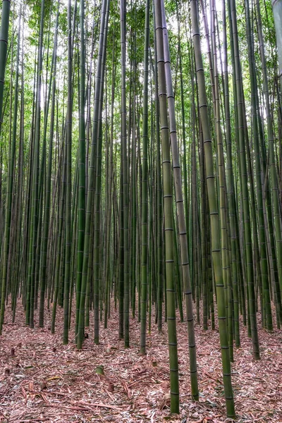 Simnidaebat Bambuskog Berömda Bambuskog Ulsan Taehwagang Floden Grand Park Har — Stockfoto