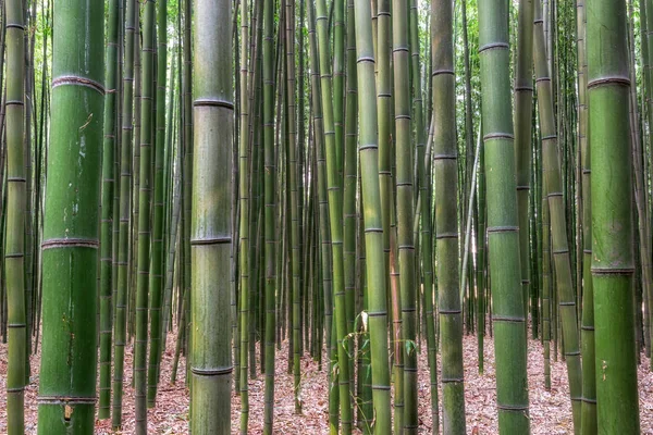 Simnidaebat bamboo forest. The famous bamboo forest in Ulsan Taehwagang River Grand Park has an extensive bamboo field covering the area between taehwa bridge and samho bridge. Ulsan, South Korea