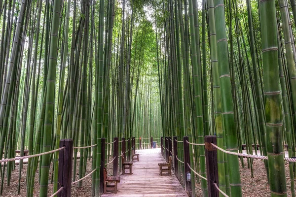 Una Panchina Nella Foresta Bambù Simnidaebat Famosa Foresta Bambù Ulsan — Foto Stock