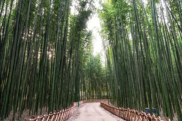 Piccolo Sentiero Circondato Alberi Bambù Nella Foresta Bambù Simnidaebat Ulsan — Foto Stock