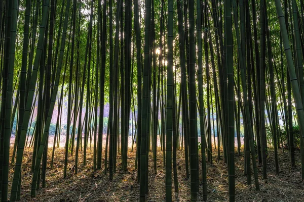Simnidaebat Bambuskog Berömda Bambuskog Ulsan Taehwagang Floden Grand Park Har — Stockfoto